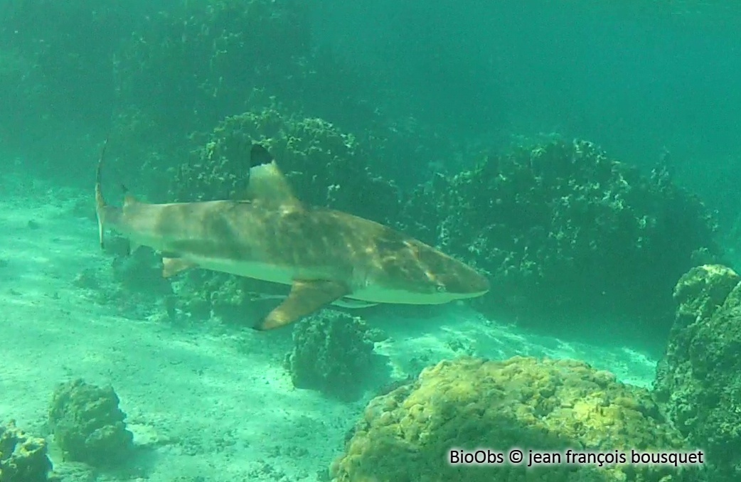 Requin à pointes noires - Carcharhinus melanopterus - jean françois bousquet - BioObs