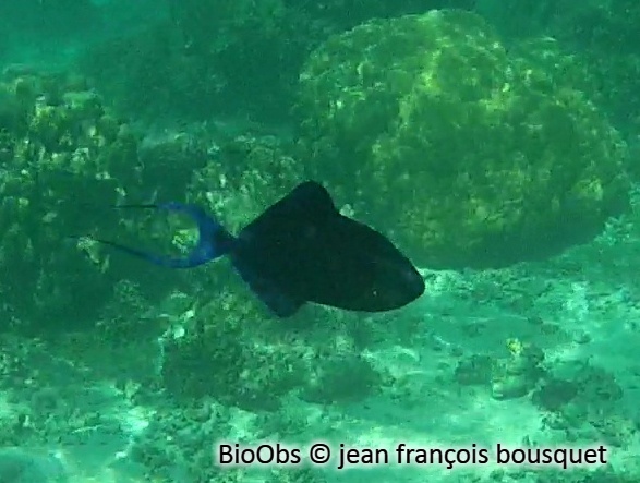 Baliste bleu - Odonus niger - jean françois bousquet - BioObs