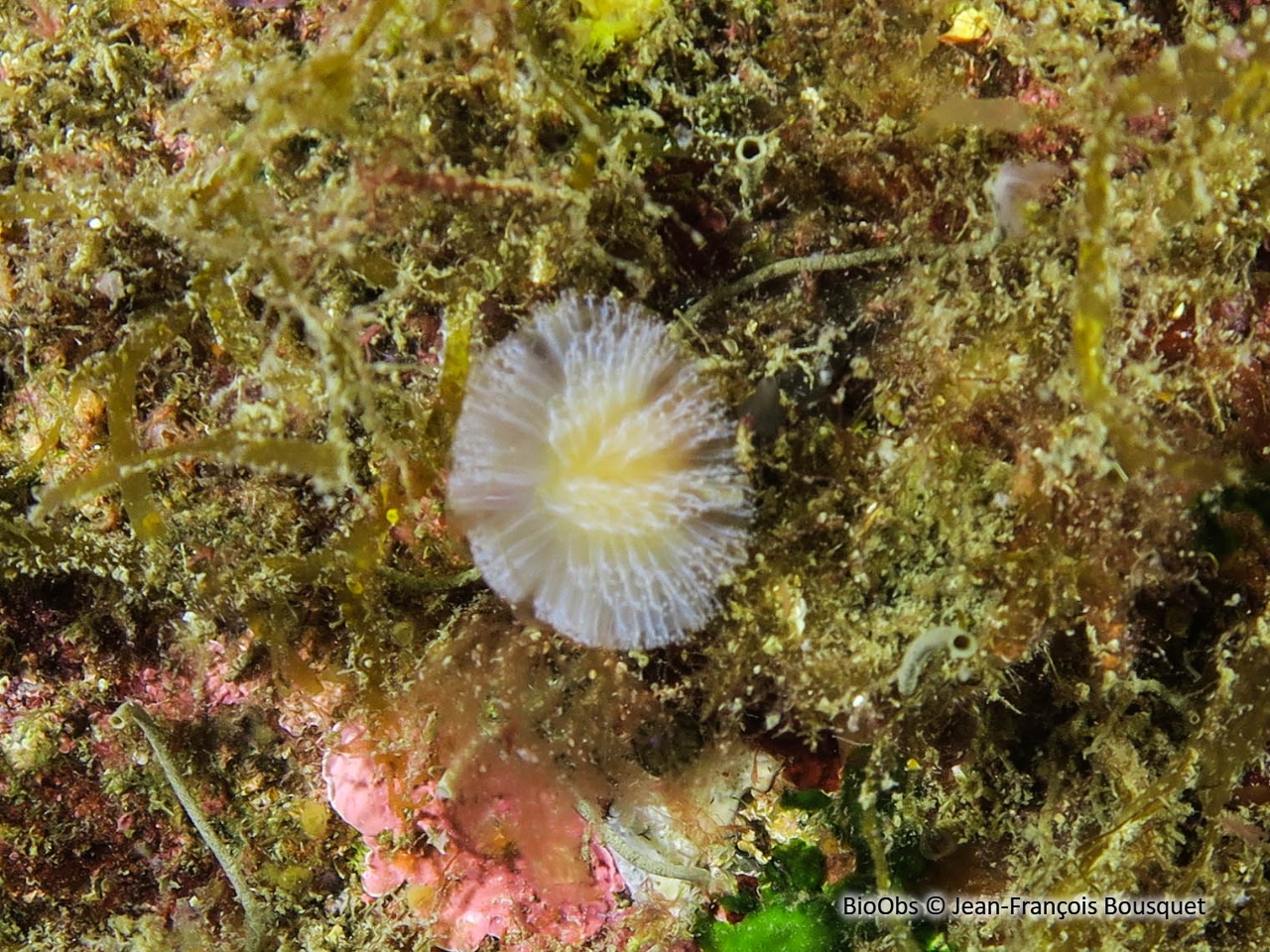 Ascidie coloniale pédonculée - Aplidium turbinatum - Jean-François Bousquet - BioObs