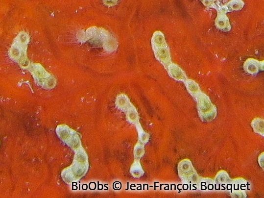 Petite anémone encroûtante jaune - Parazoanthus franciscae - Jean-François Bousquet - BioObs