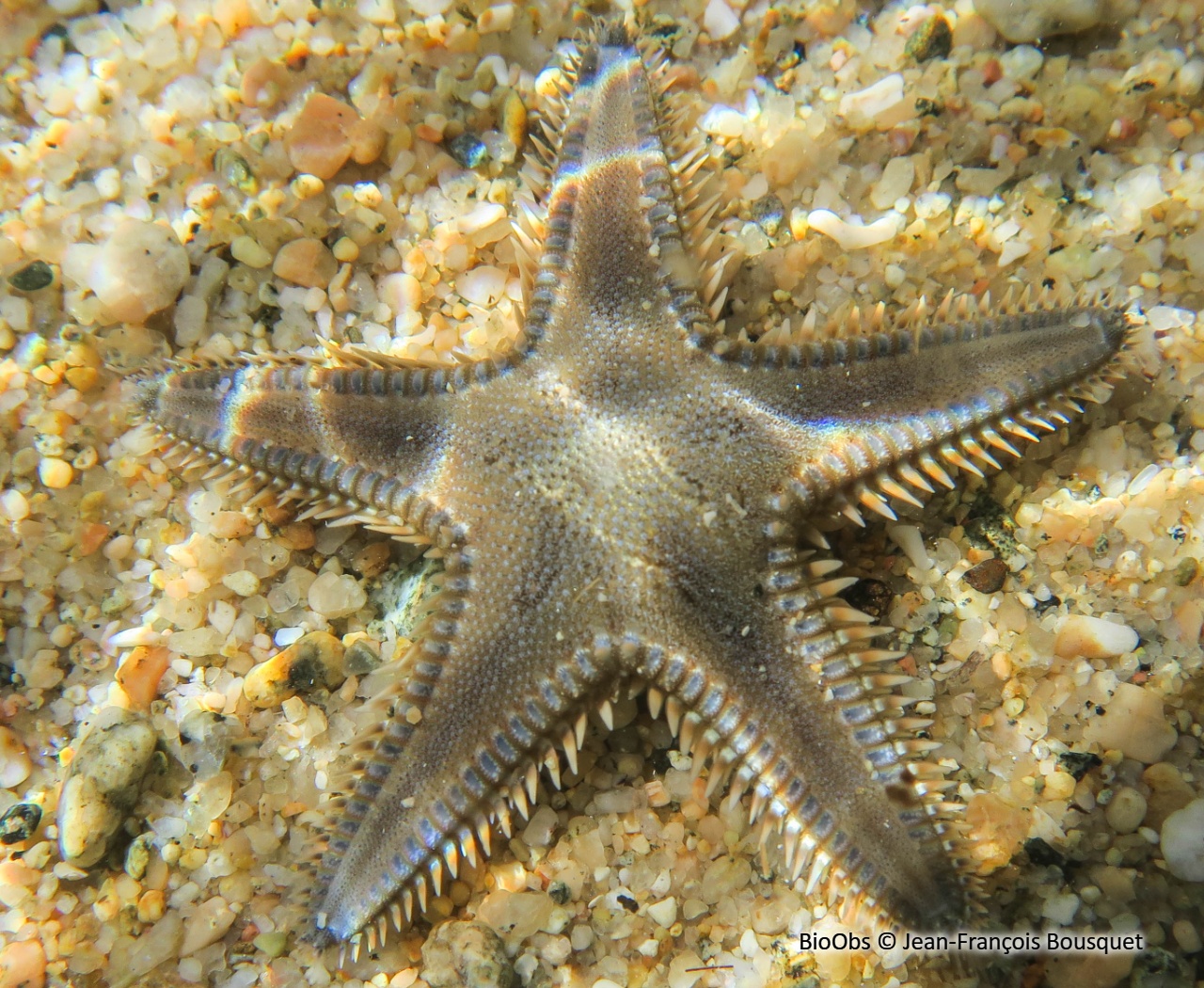 Etoile-peigne de Johnston - Astropecten jonstoni - Jean-François Bousquet - BioObs