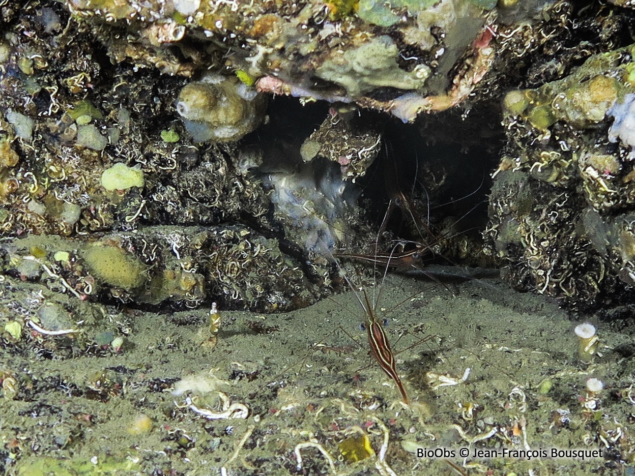 Crevette cavernicole rayée - Plesionika narval - Jean-François Bousquet - BioObs