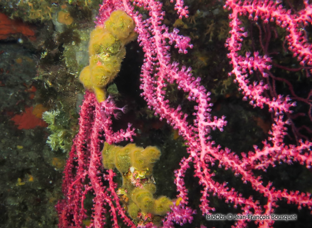 Turbicellepore à grandes côtes - Turbicellepora magnicostata - Jean-François Bousquet - BioObs