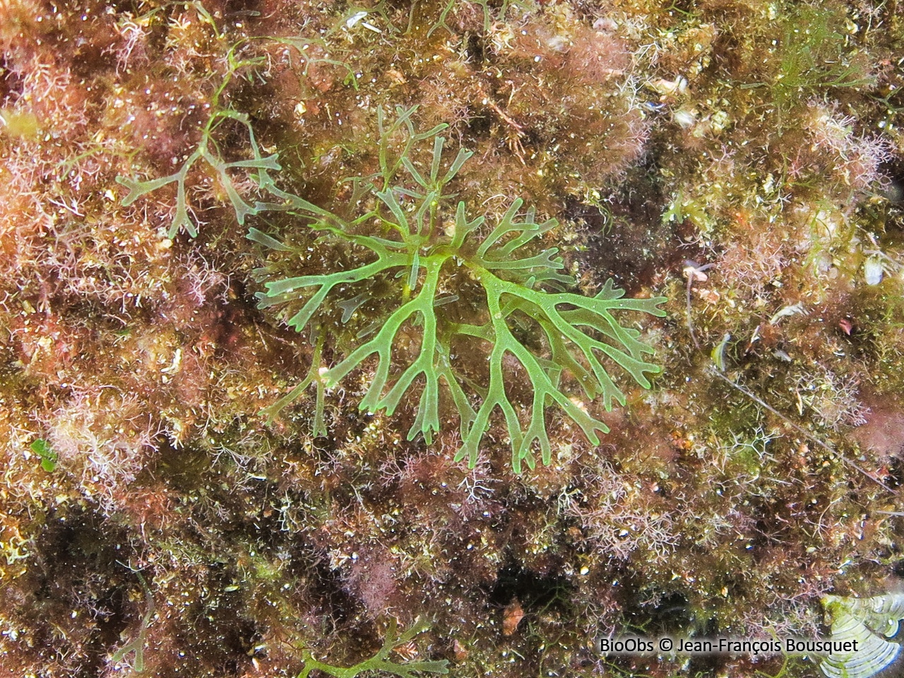 Dictyote - Dictyota dichotoma - Jean-François Bousquet - BioObs