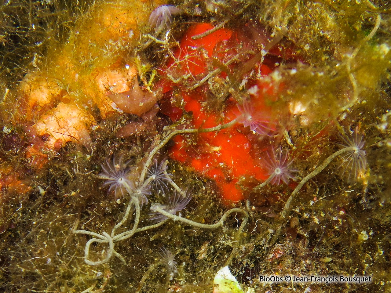 Petite sabelle - Sabella discifera - Jean-François Bousquet - BioObs