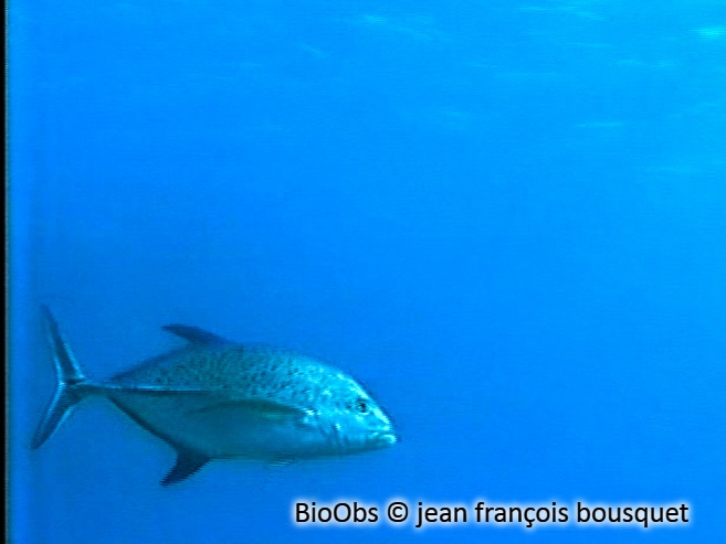 Carangue bleue - Caranx melampygus - jean françois bousquet - BioObs