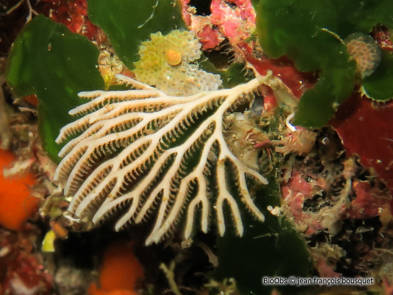 Bryozoaire palmier - Exidmonea atlantica - jean françois bousquet - BioObs