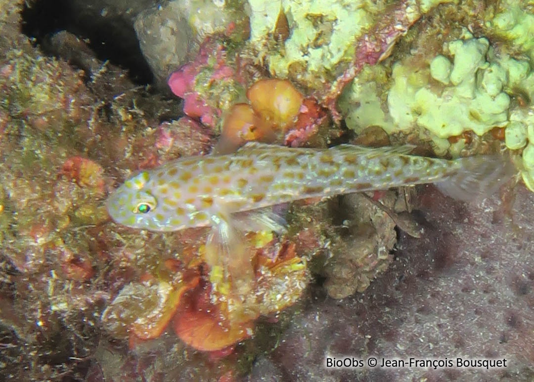 Gobie à grandes écailles - Thorogobius macrolepis - Jean-François Bousquet - BioObs