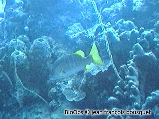 Sarde jaune - Lutjanus apodus - jean françois bousquet - BioObs