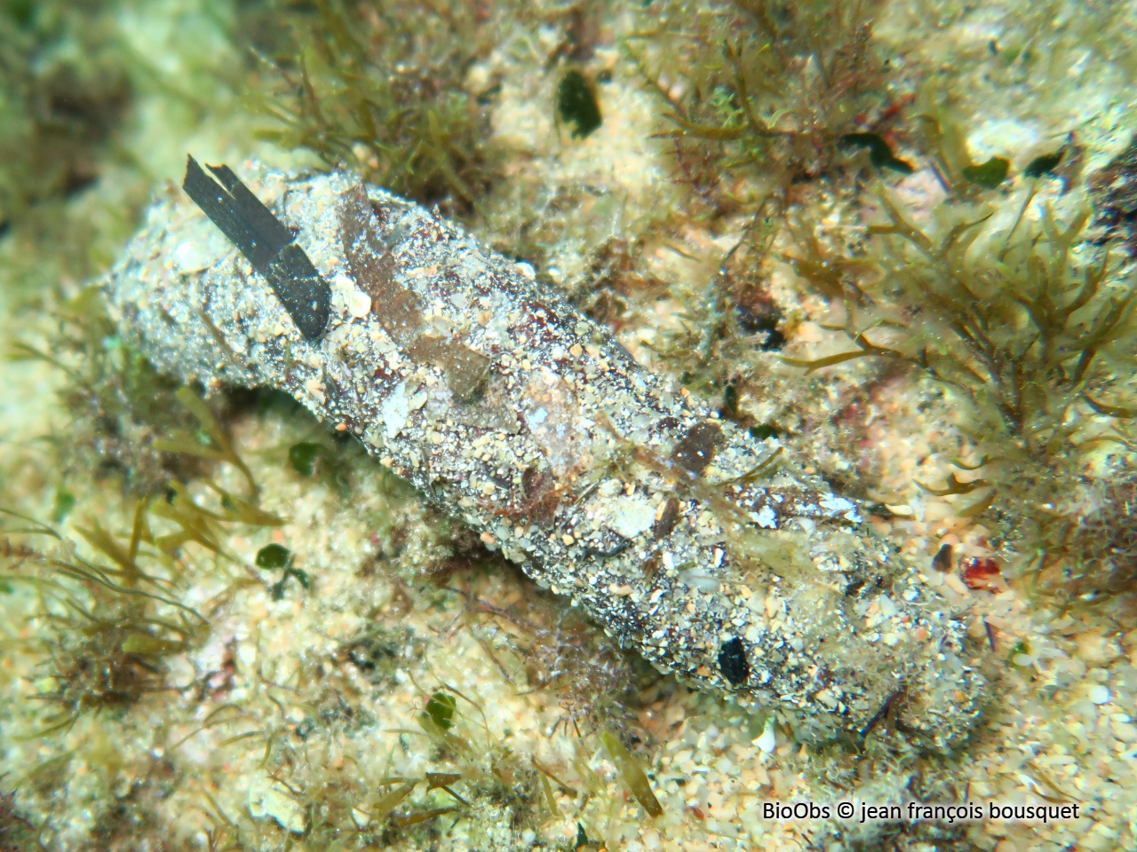 Concombre de mer ensablé - Holothuria (Roweothuria) poli - jean françois bousquet - BioObs