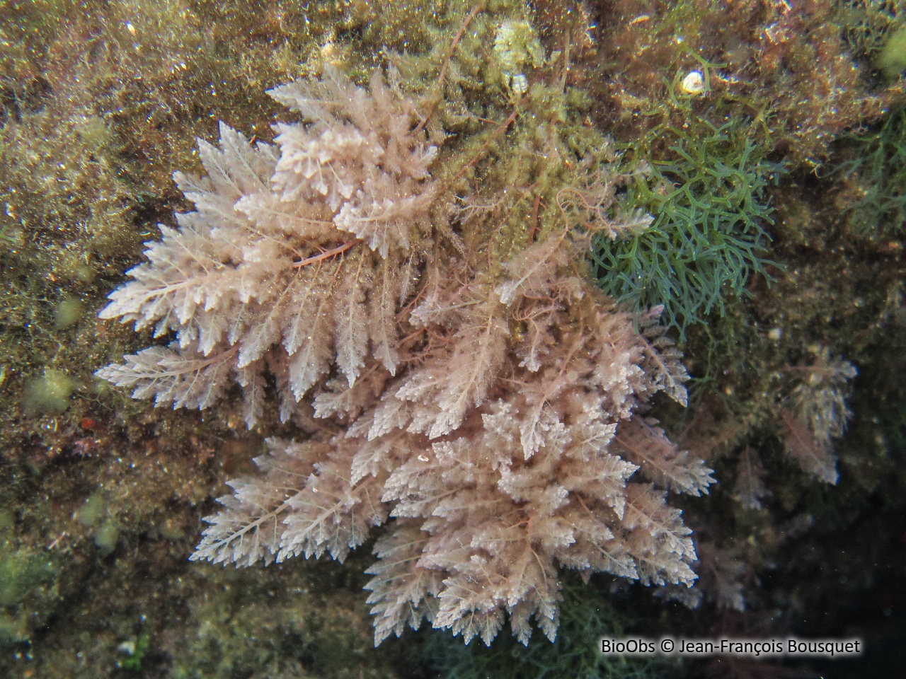 Algue chevelue rouge - Asparagopsis taxiformis - Jean-François Bousquet - BioObs