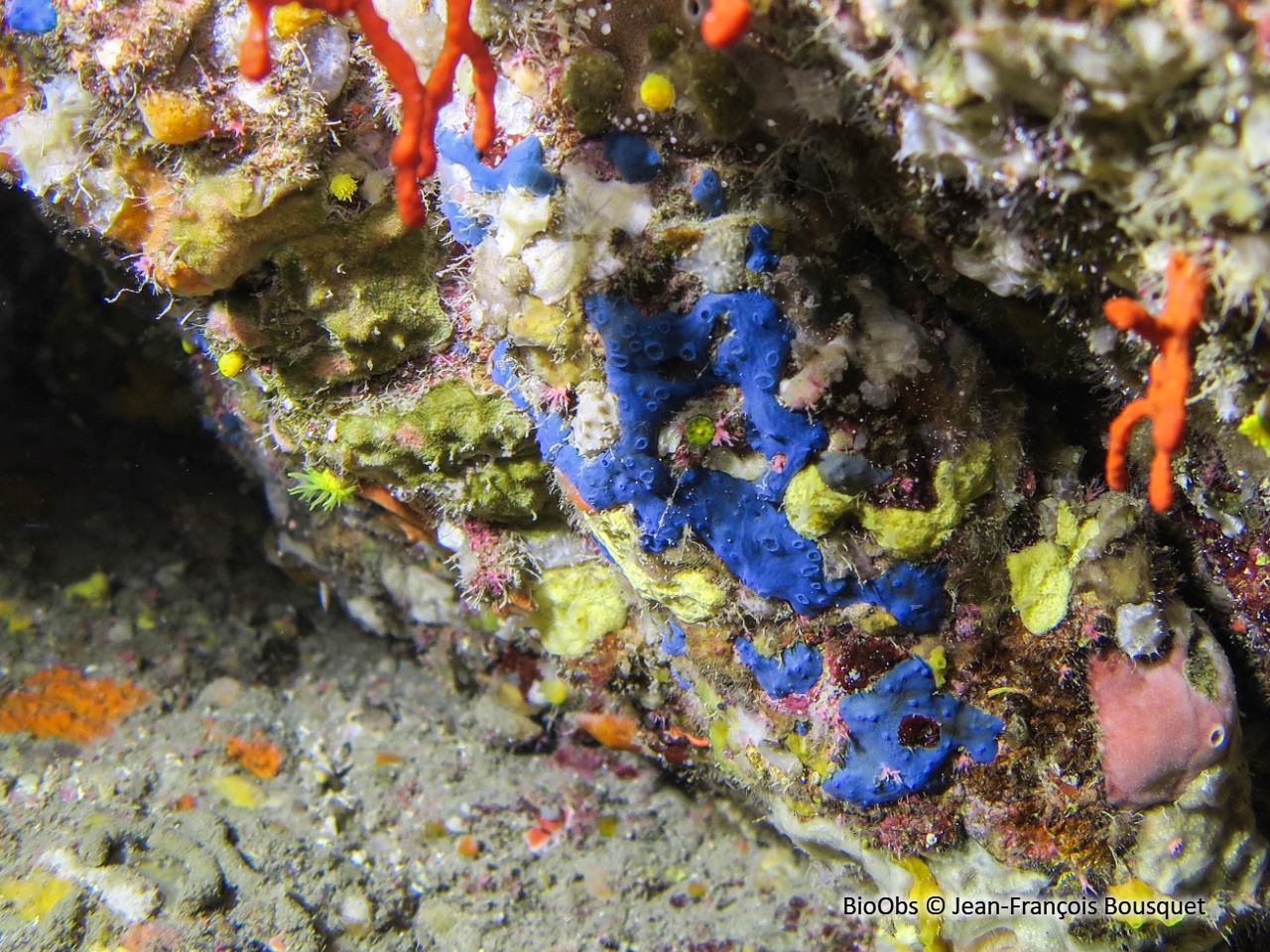 Eponge bleu-vert à cratères - Hymedesmia (Hymedesmia) paupertas - Jean-François Bousquet - BioObs