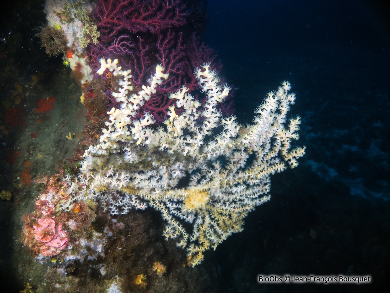 Anémone buissonnante - Savalia savaglia - Jean-François Bousquet - BioObs