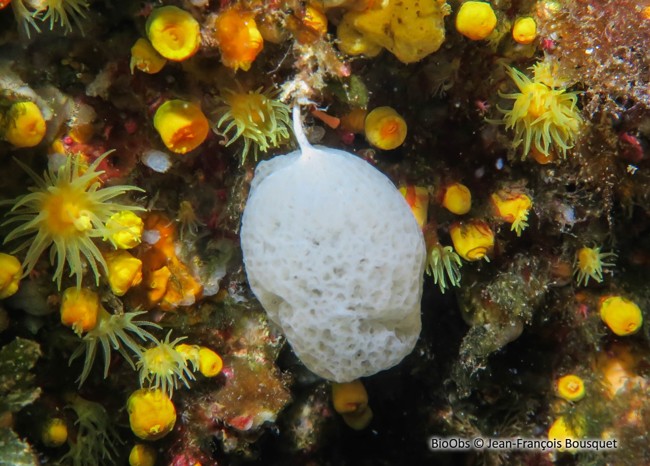 Clathrine pédonculée - Clathrina lacunosa - Jean-François Bousquet - BioObs
