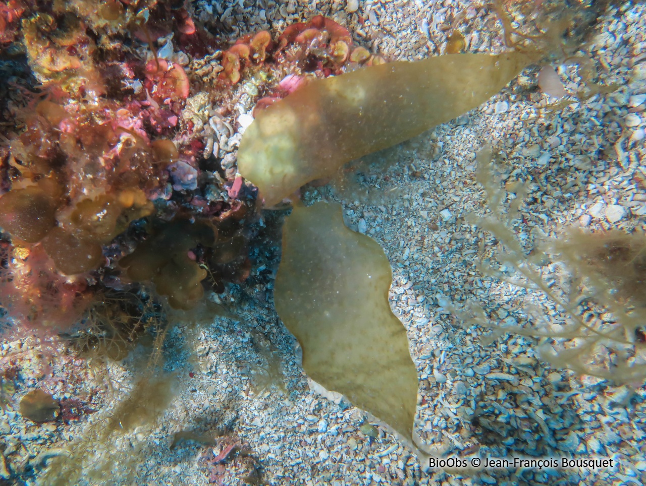 Algue petite feuille de tabac - Phyllariopsis brevipes - Jean-François Bousquet - BioObs