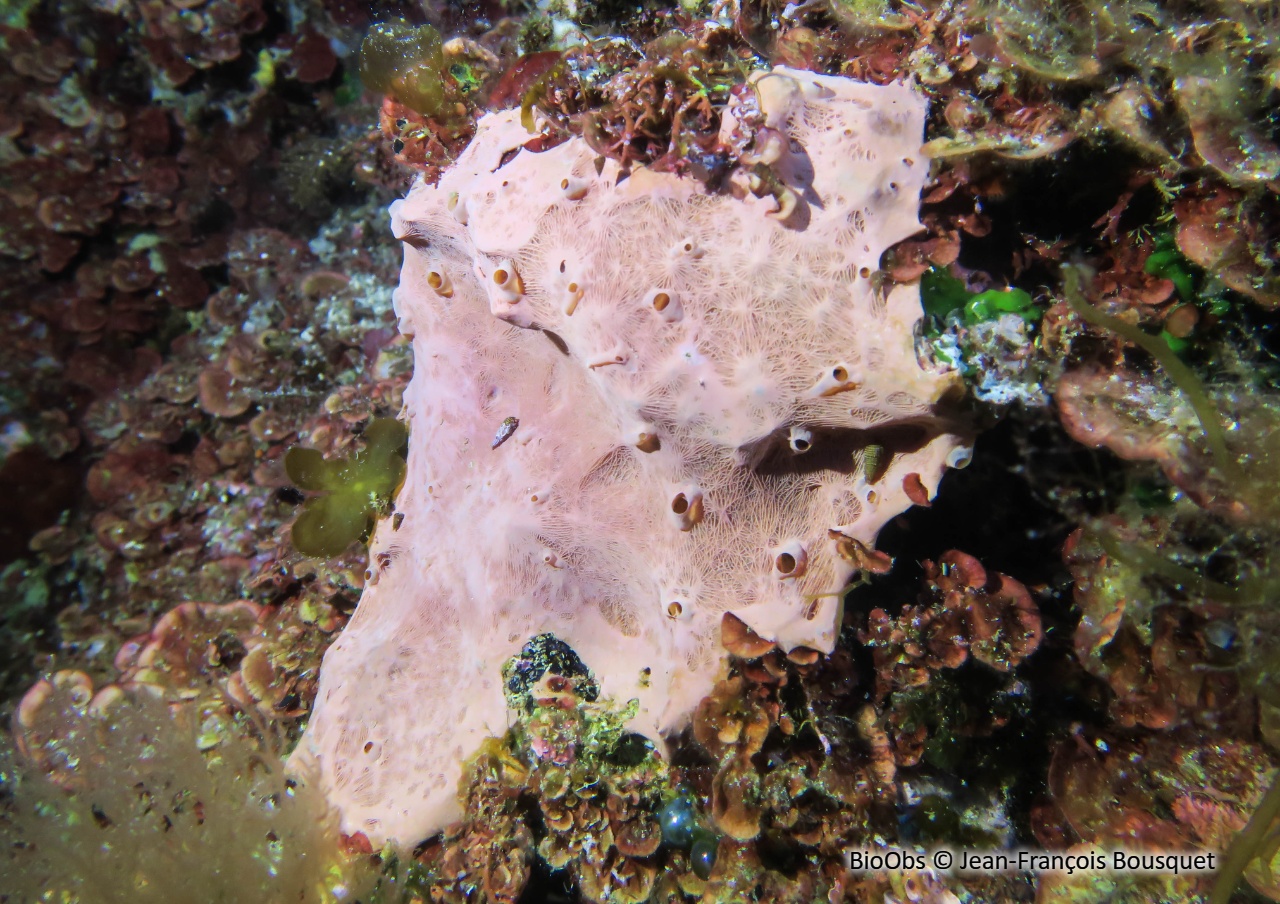 Eponge fibreuse rose - Hexadella racovitzai - Jean-François Bousquet - BioObs
