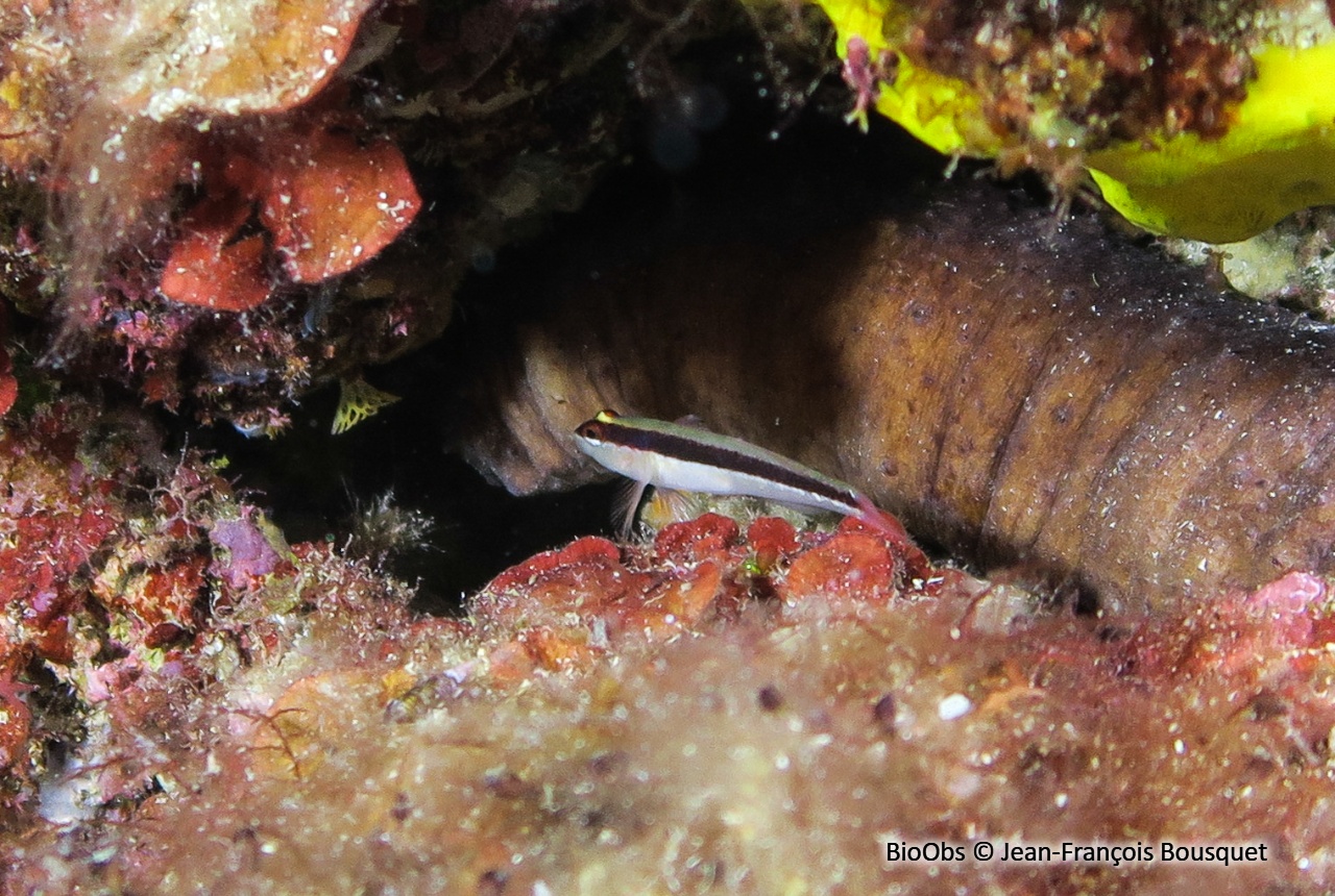 Gobie rayé - Gobius vittatus - Jean-François Bousquet - BioObs