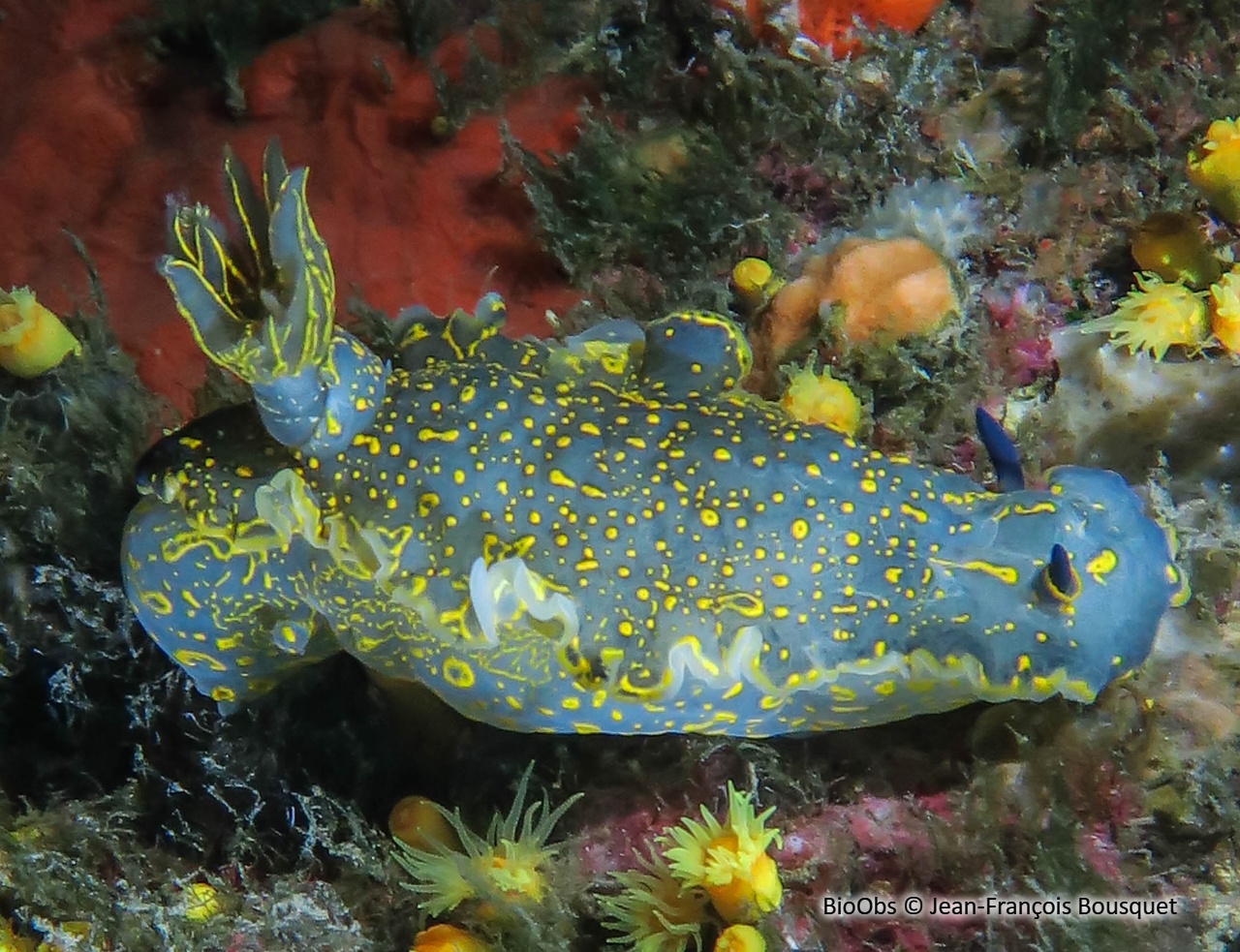 Doris géante - Felimare picta Doris géante - Felimare picta