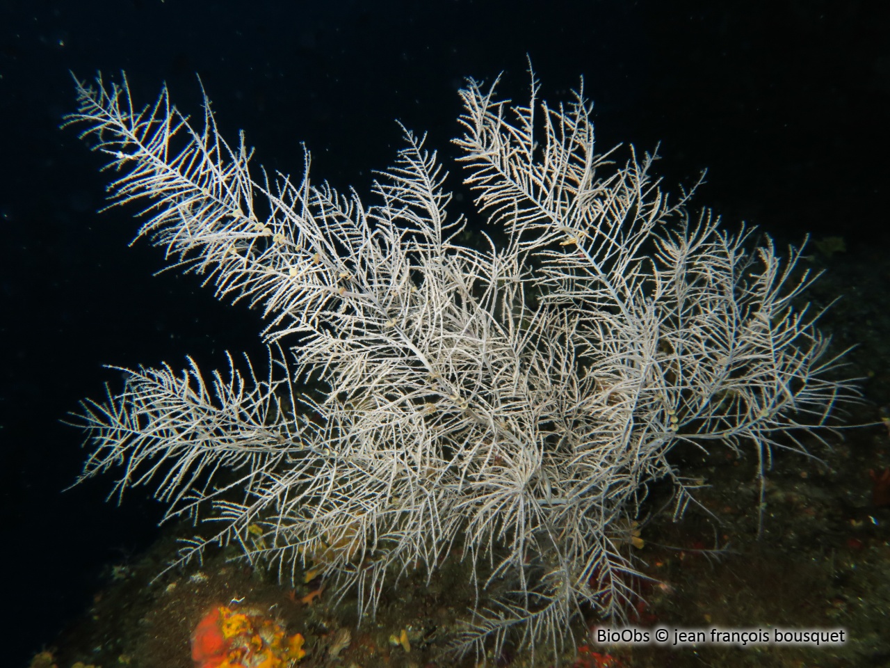 Corail noir de Méditerranée - Antipathella subpinnata - jean françois bousquet - BioObs