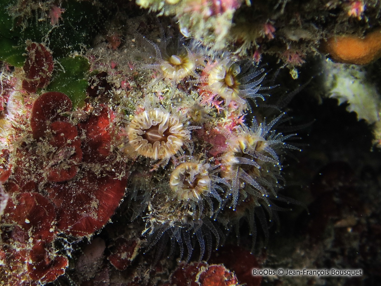 Madrépore coupe - Polycyathus muellerae - Jean-François Bousquet - BioObs