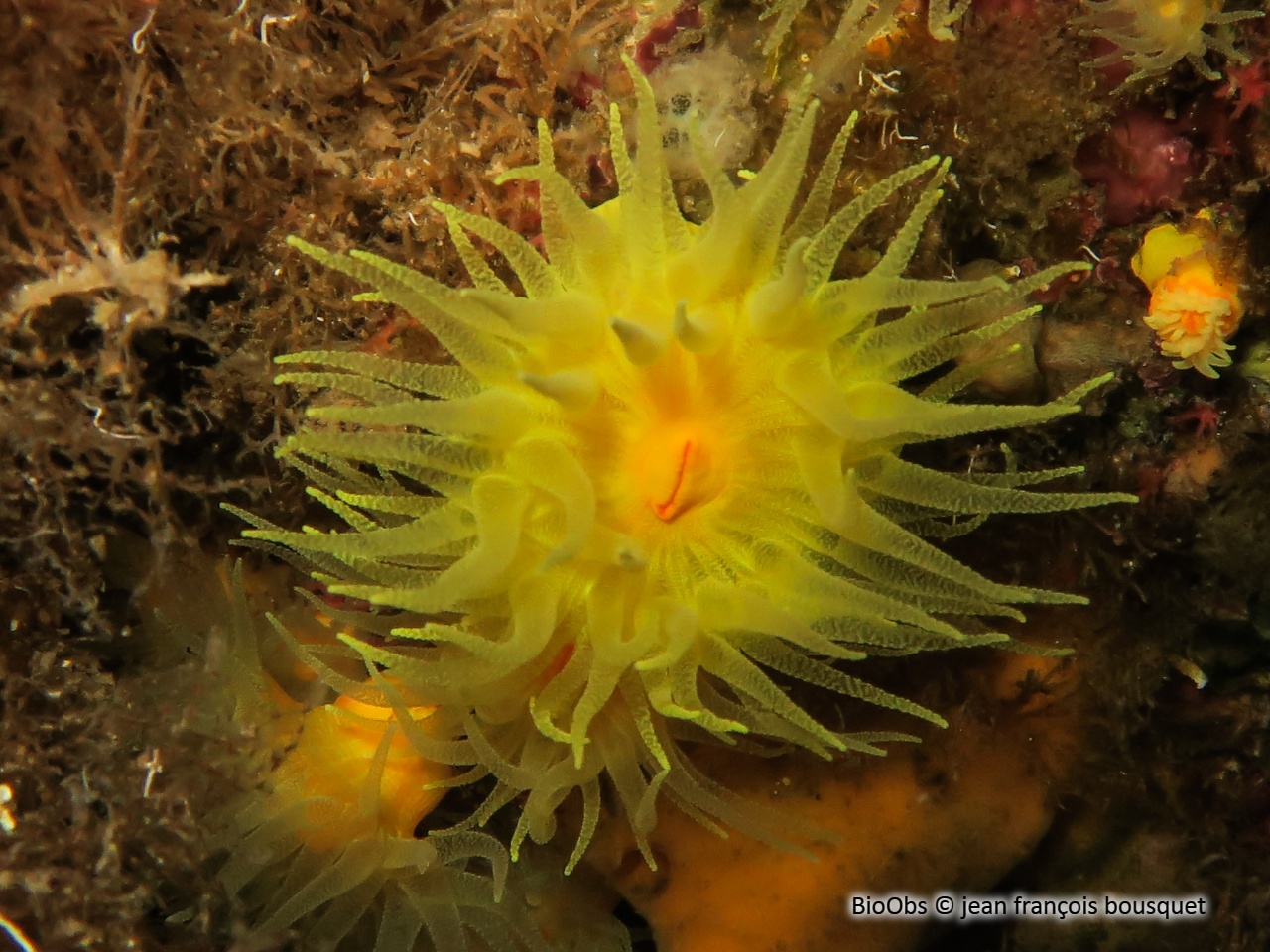 Corail jaune solitaire - Leptopsammia pruvoti - jean françois bousquet - BioObs