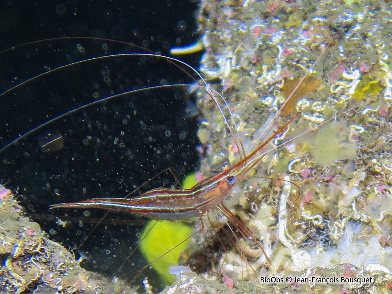 Crevette cavernicole rayée - Plesionika narval - Jean-François Bousquet - BioObs