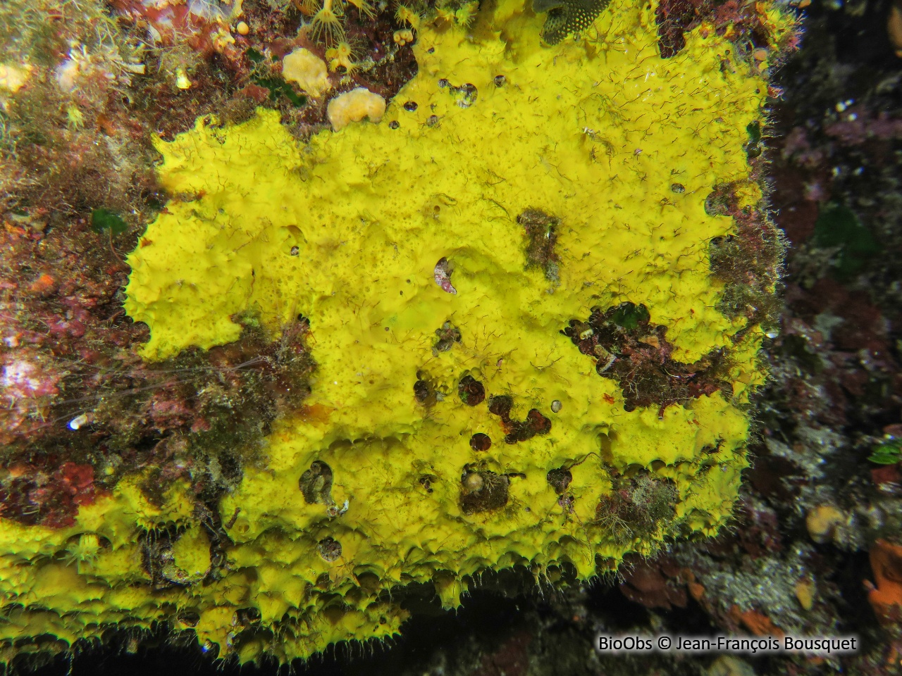 Aplysille jaune soufre - Aplysilla sulfurea - Jean-François Bousquet - BioObs