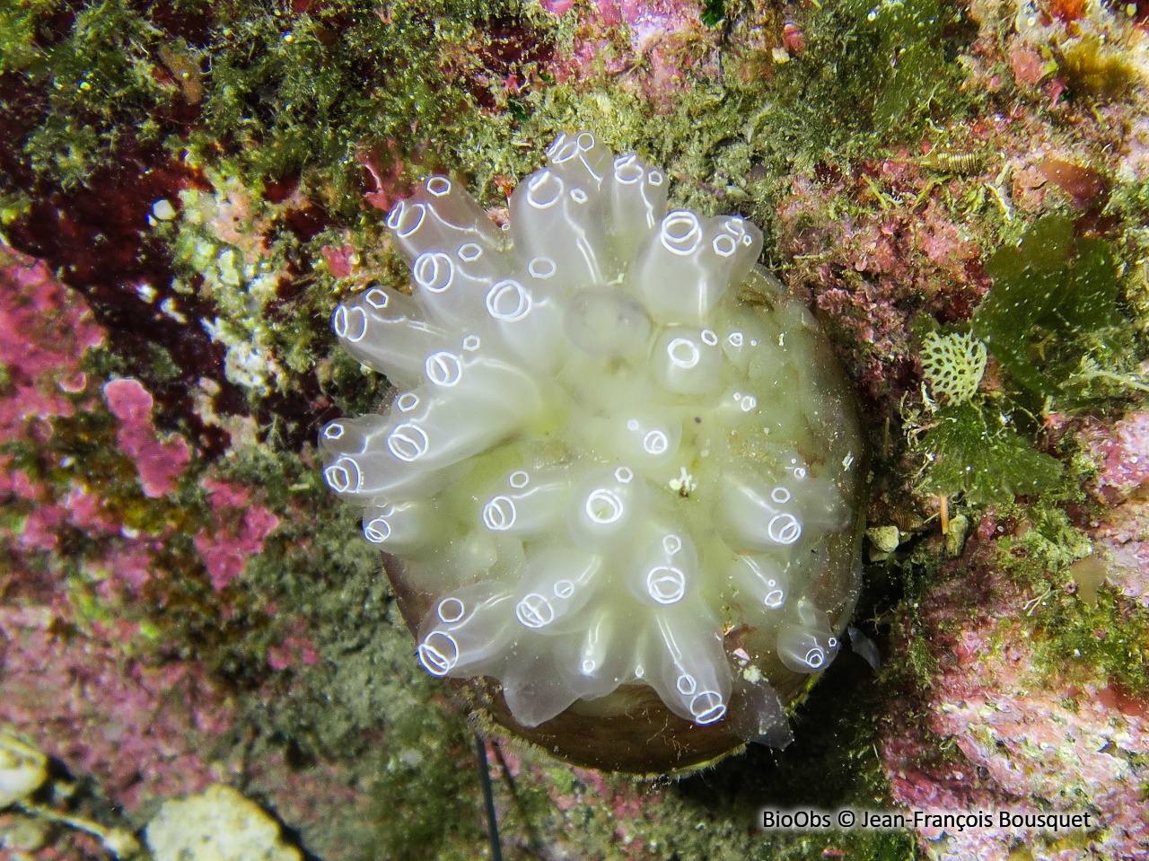 Diazone - Diazona violacea - Jean-François Bousquet - BioObs