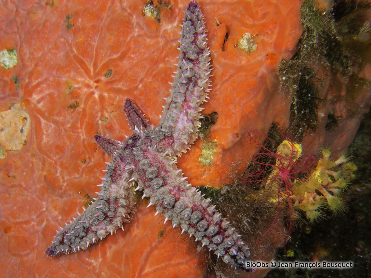 Etoile de mer glaciaire - Marthasterias glacialis - Jean-François Bousquet - BioObs