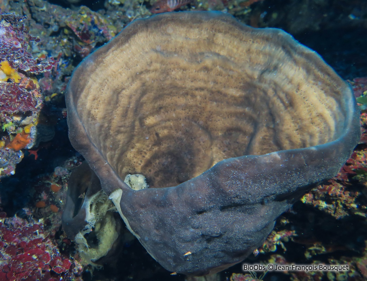 Eponge calice de Nicée - Calyx nicaeensis - Jean-François Bousquet - BioObs