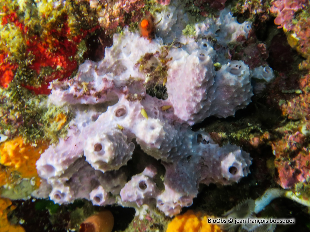 Eponge cheminée rose - Dysidea avara - jean françois bousquet - BioObs