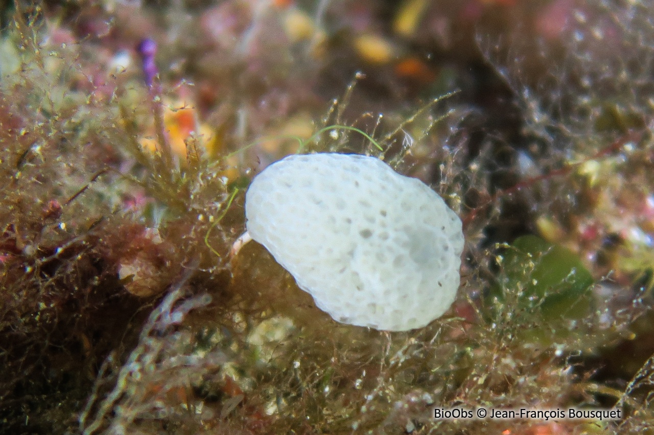 Clathrine pédonculée - Clathrina lacunosa - Jean-François Bousquet - BioObs
