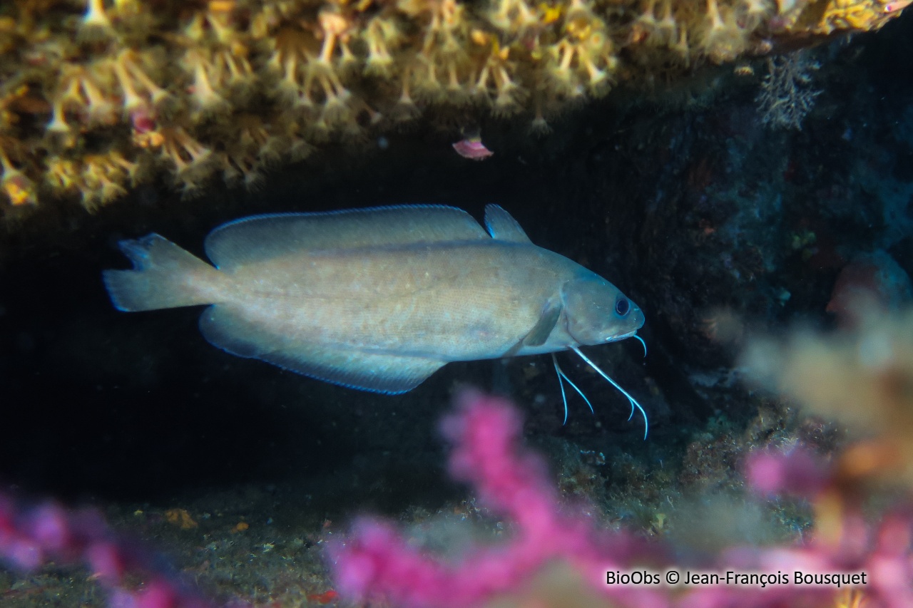 Mostelle - Phycis phycis - Jean-François Bousquet - BioObs