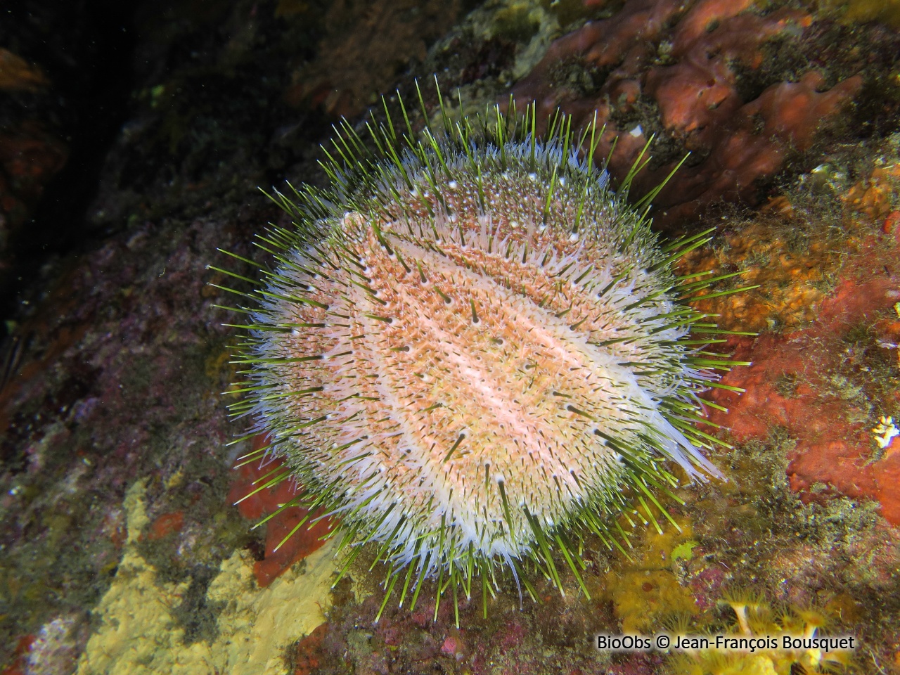 Oursin melon - Echinus melo - Jean-François Bousquet - BioObs