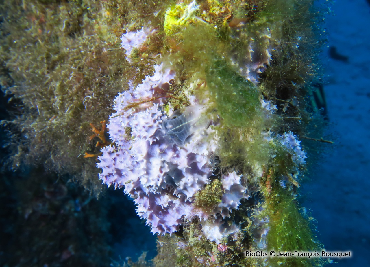 Eponge cheminée rose - Dysidea avara - Jean-François Bousquet - BioObs