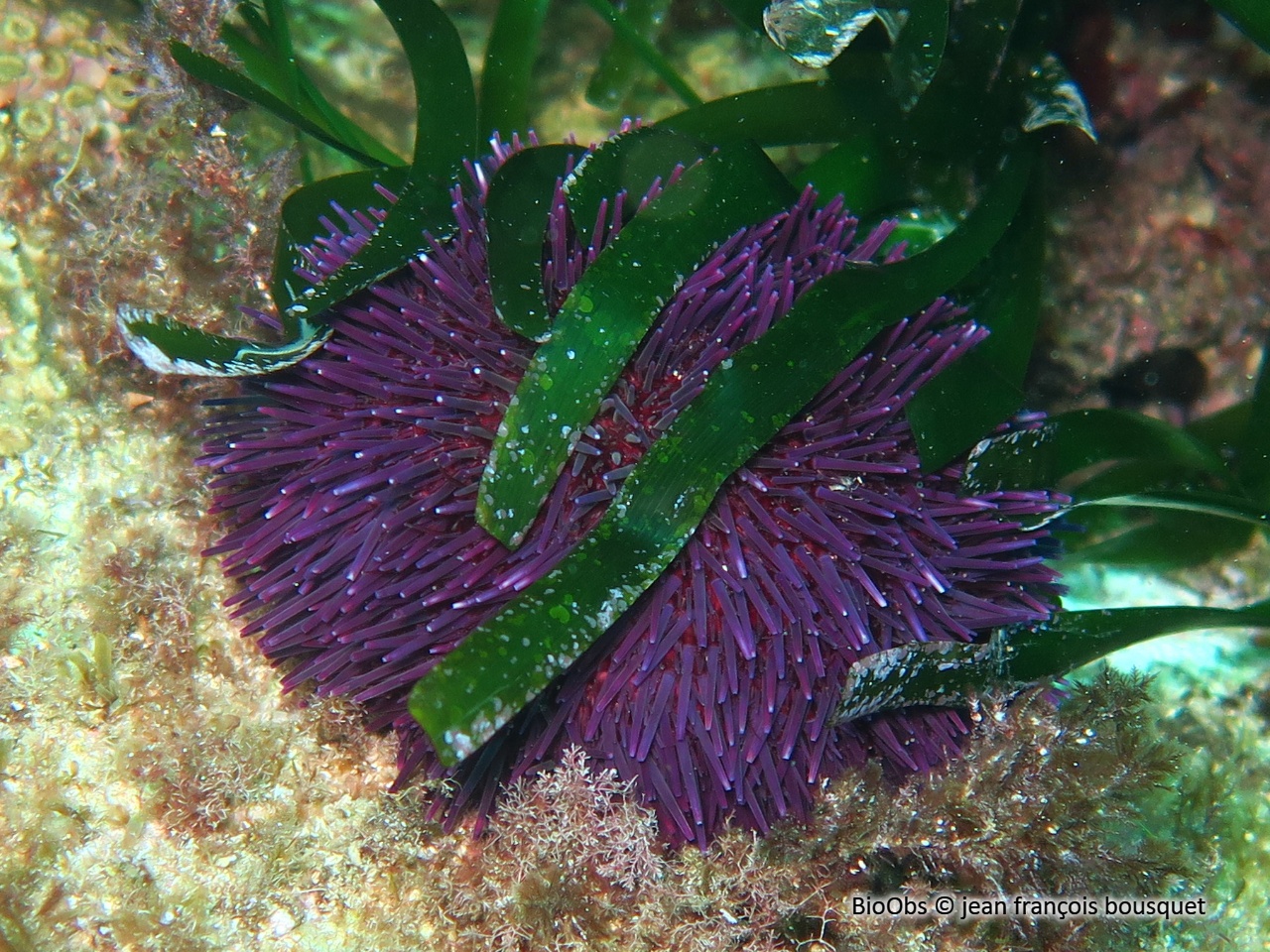 Oursin Violet Paracentrotus Lividus BioObs oursin-violet-paracentrotus-lividus-bioobs