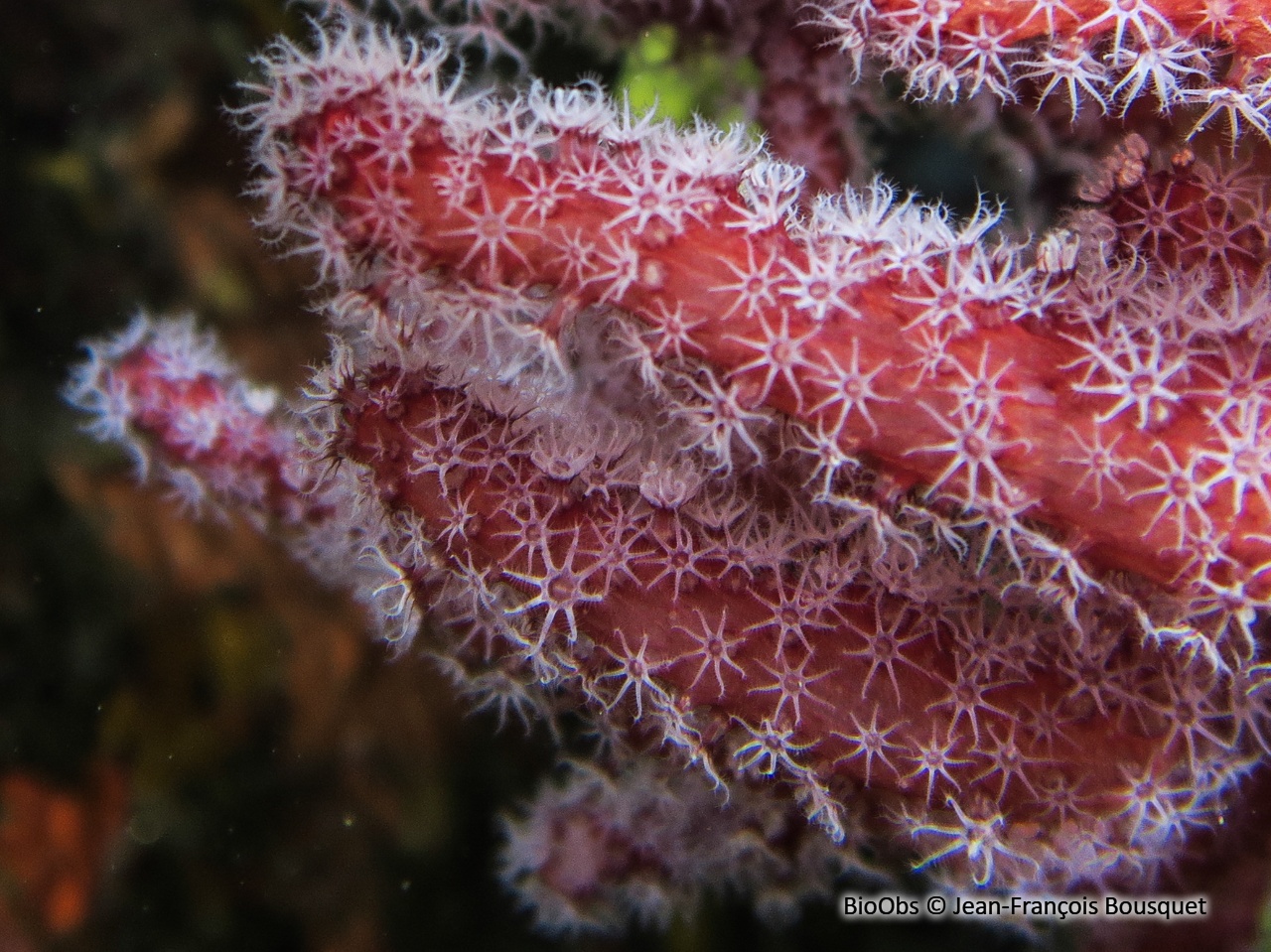 Alcyon méditerranéen - Alcyonium acaule - Jean-François Bousquet - BioObs