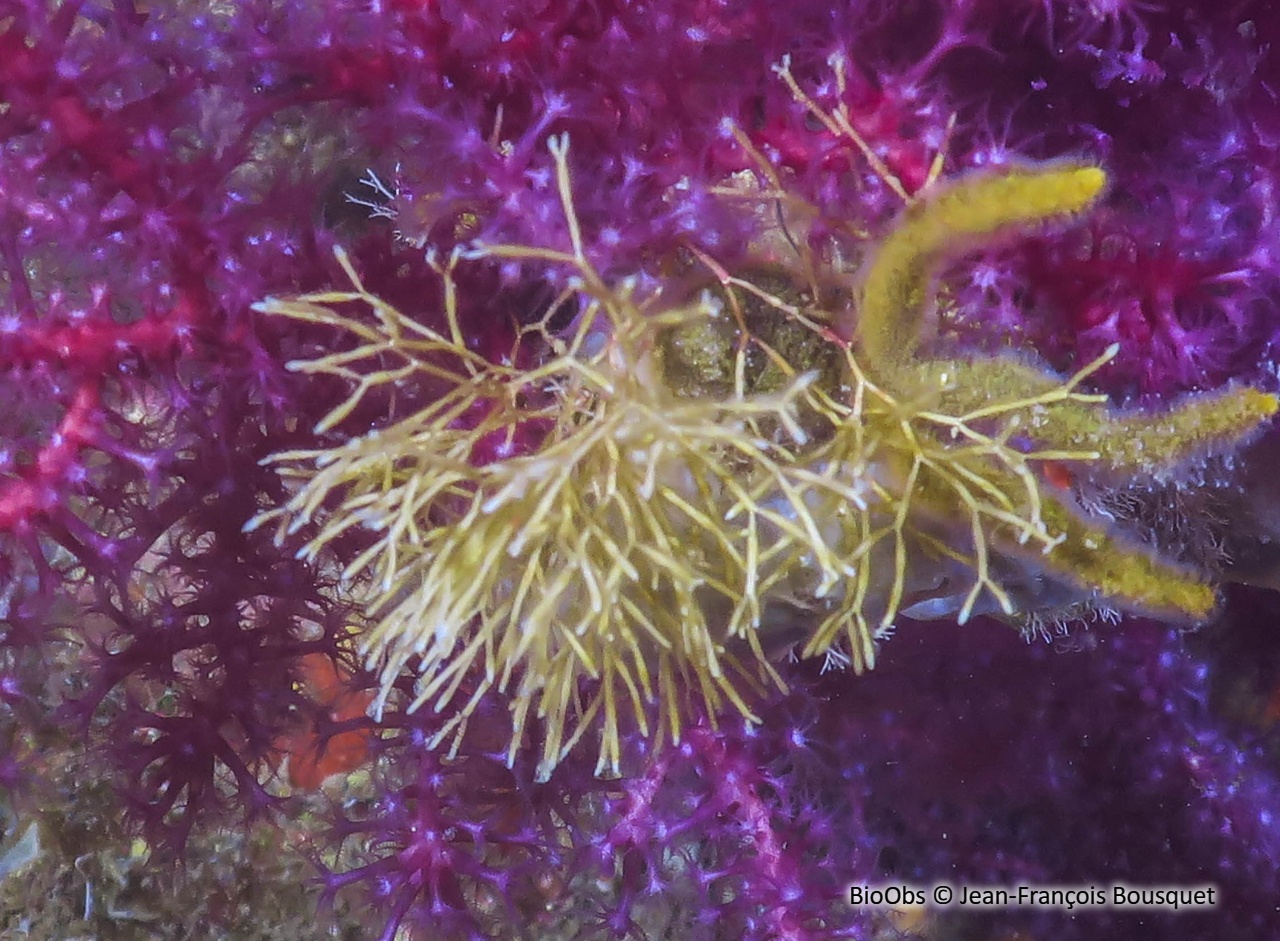 Cellaire salicorne - Cellaria salicornioides - Jean-François Bousquet - BioObs