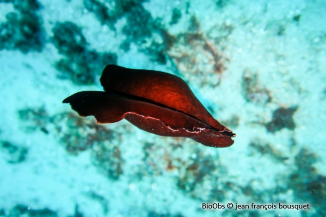 Lièvre de mer, aplysie fasciée - Aplysia fasciata - jean françois bousquet - BioObs