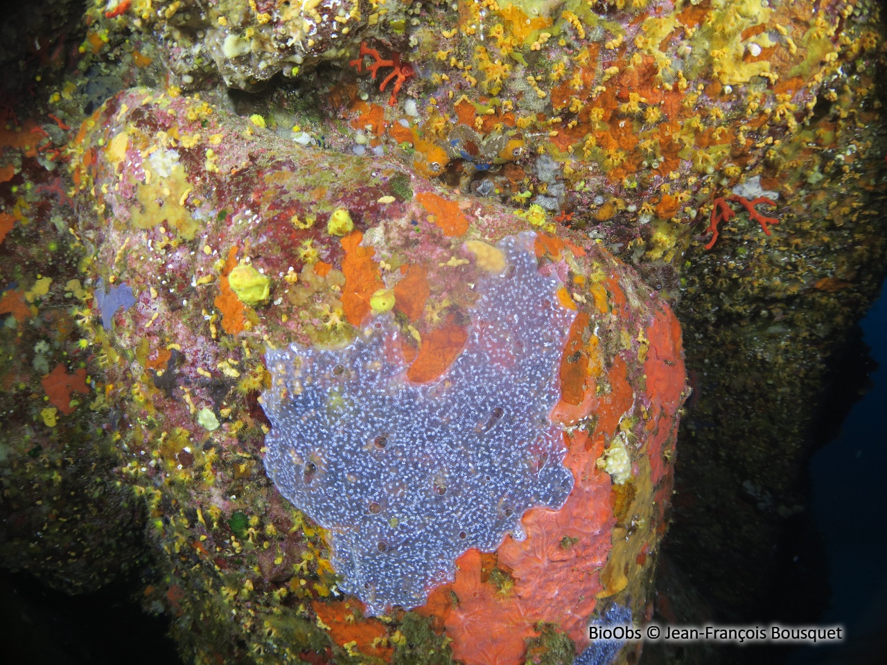 Didemne gélatineux et transparent - Diplosoma listerianum - Jean-François Bousquet - BioObs