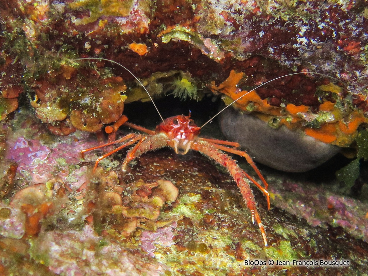 Galathée rose - Munida rugosa - Jean-François Bousquet - BioObs