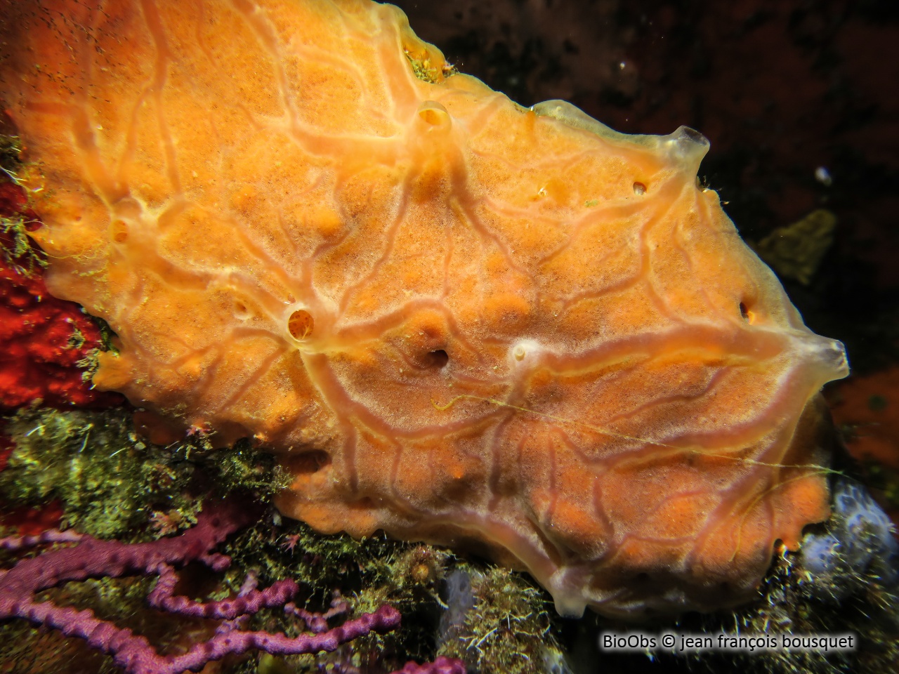 Eponge encroûtante orange - Spirastrella cunctatrix - jean françois bousquet - BioObs