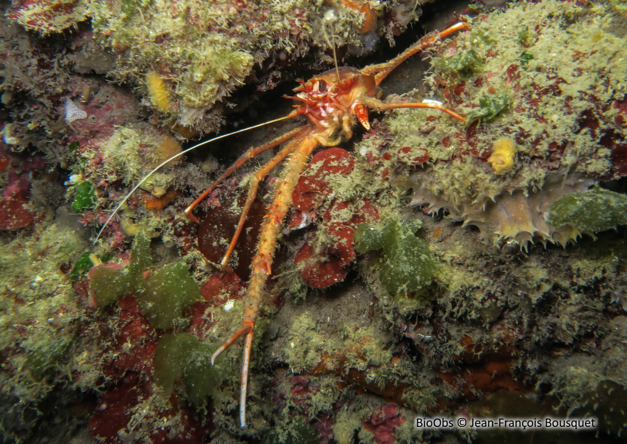 Galathée rose - Munida rugosa - Jean-François Bousquet - BioObs
