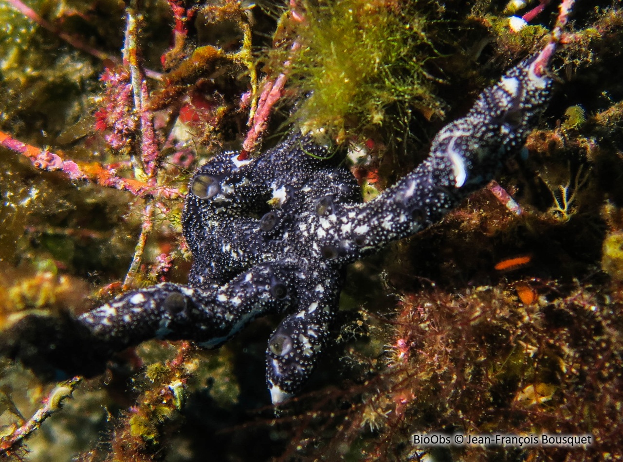 Didemne charnu et noir - Didemnum protectum - Jean-François Bousquet - BioObs