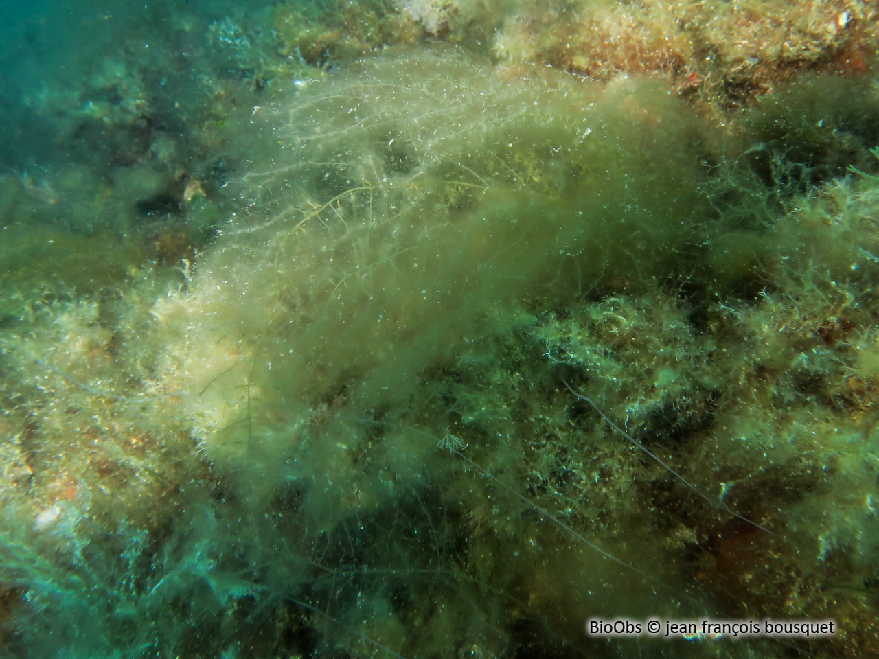 Algues brunes filamenteuses - Acinetospora crinita - jean françois bousquet - BioObs
