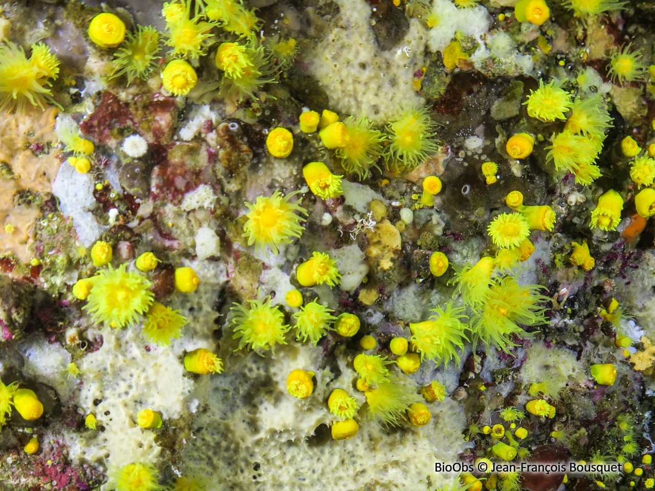 Corail jaune solitaire - Leptopsammia pruvoti - Jean-François Bousquet - BioObs