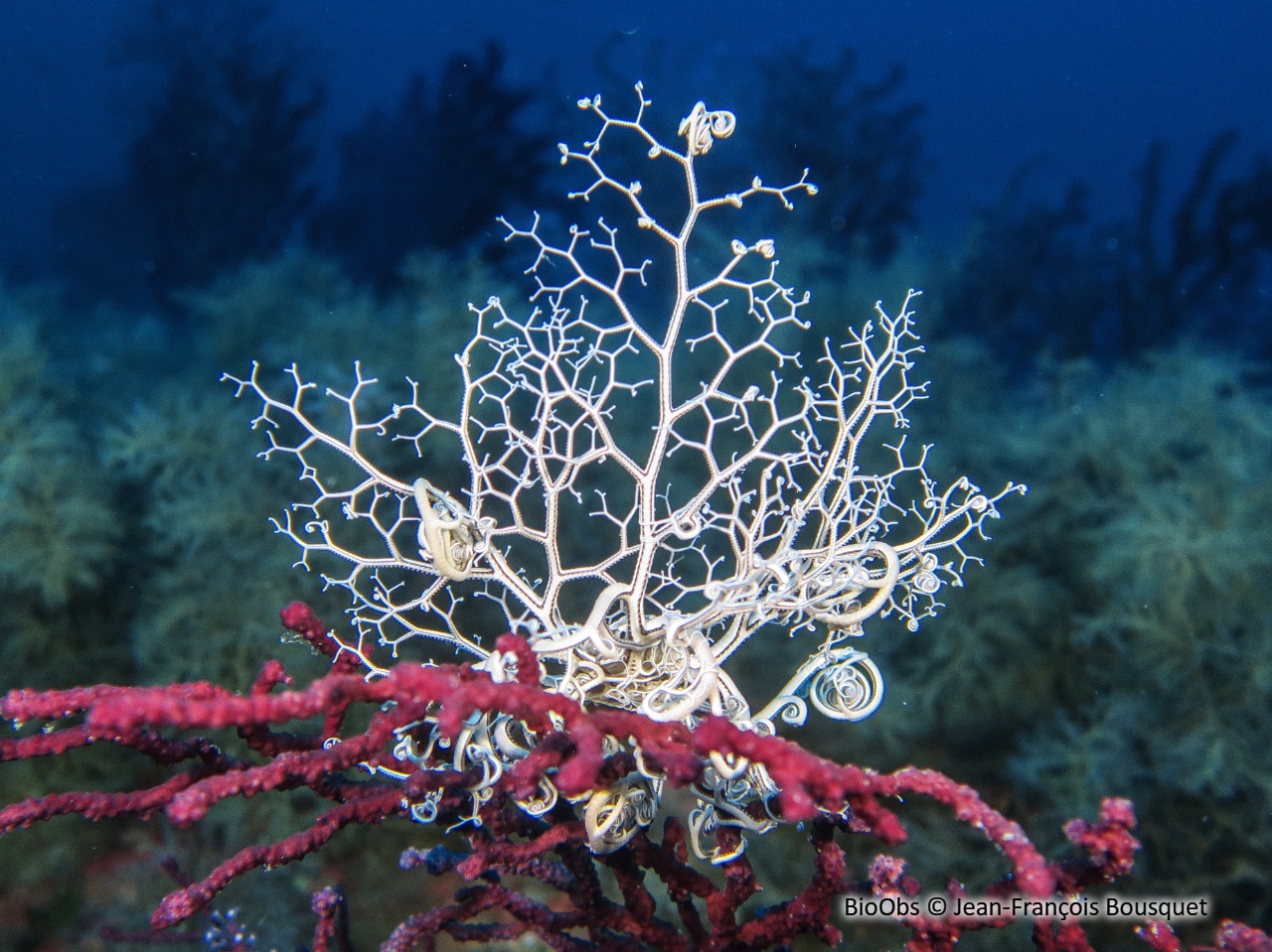 Gorgonocéphale - Astrospartus mediterraneus - Jean-François Bousquet - BioObs