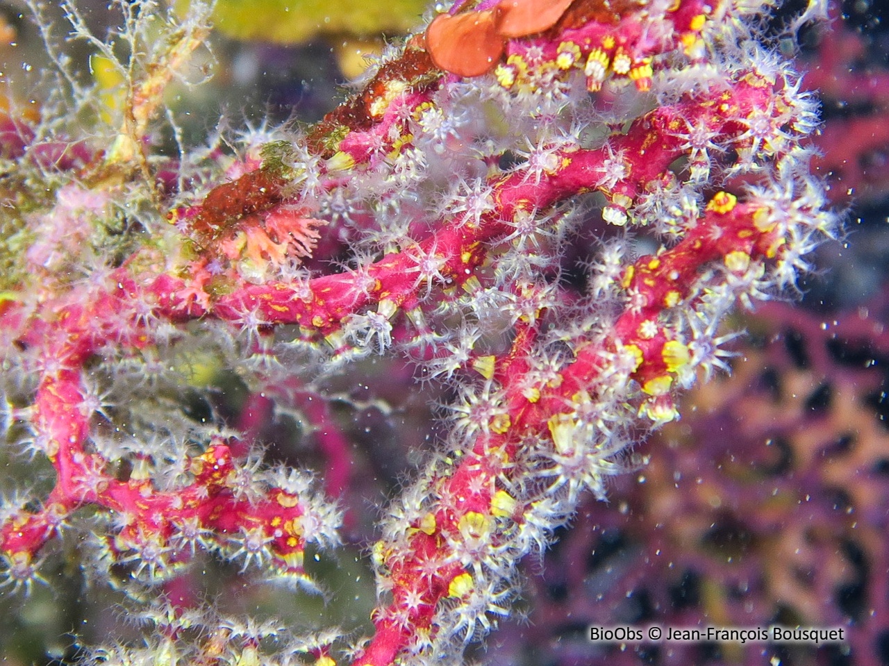 Alcyon encroûtant - Alcyonium coralloides - Jean-François Bousquet - BioObs