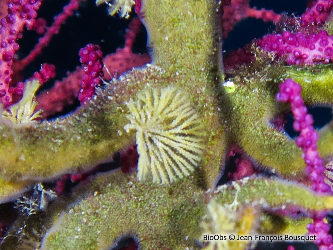 Bryozoaire à fouet - Caberea boryi - Jean-François Bousquet - BioObs