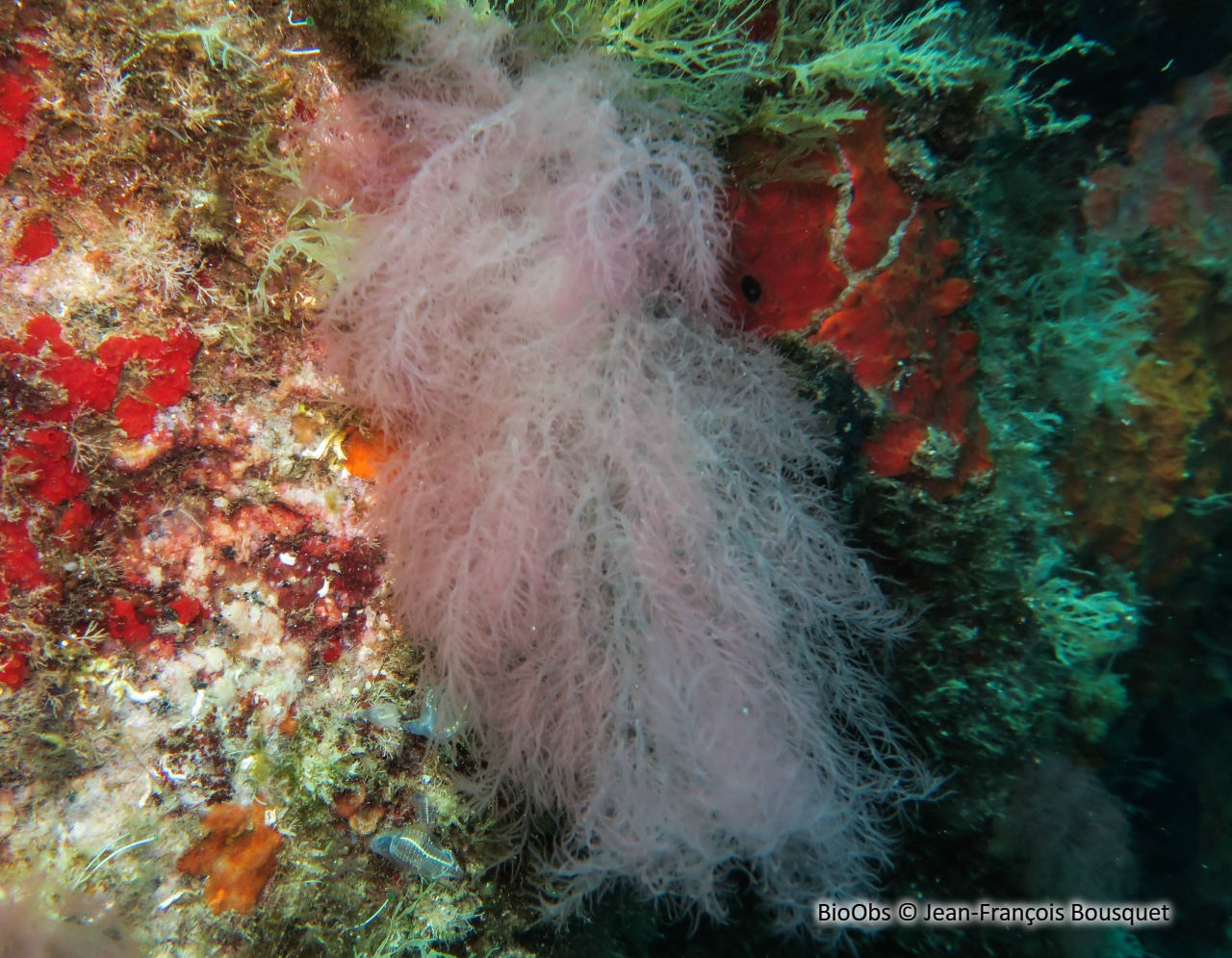 Acrosymphyton pourpre - Acrosymphyton purpuriferum - Jean-François Bousquet - BioObs